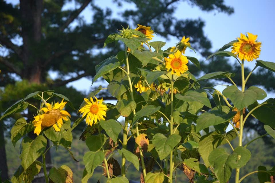 sunflowers